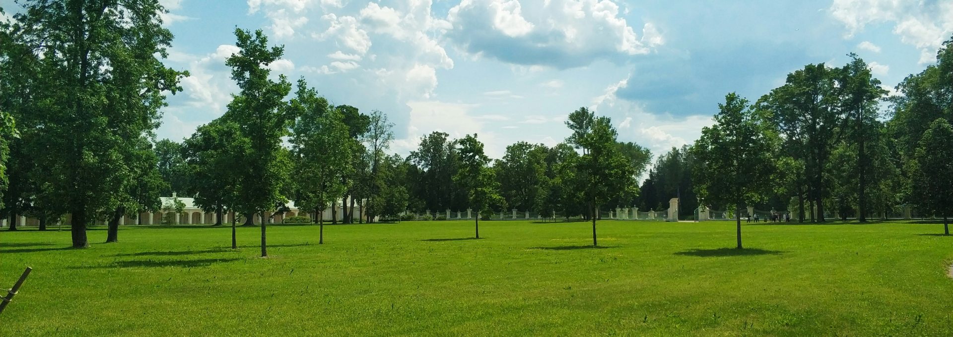 green trees on green grass field