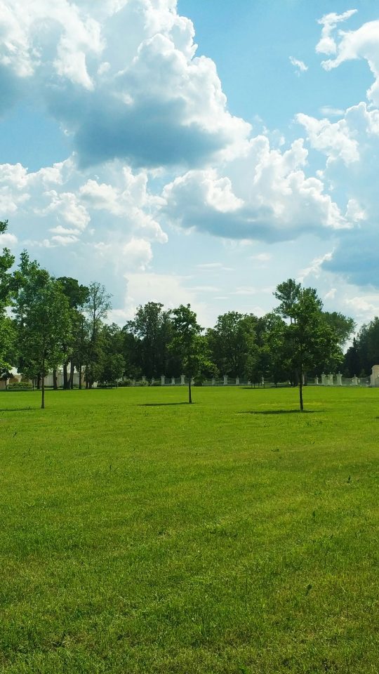 green trees on green grass field