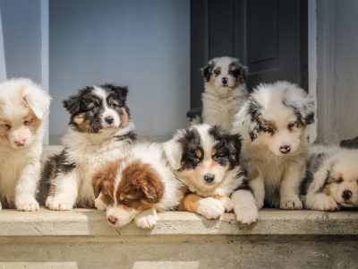 long-coated white puppy litter