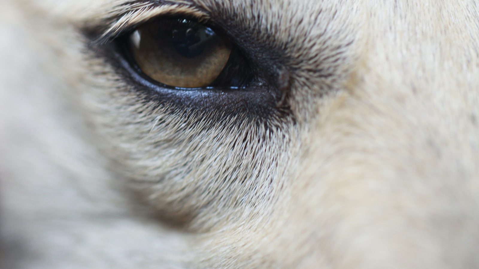white short coated dogs eye