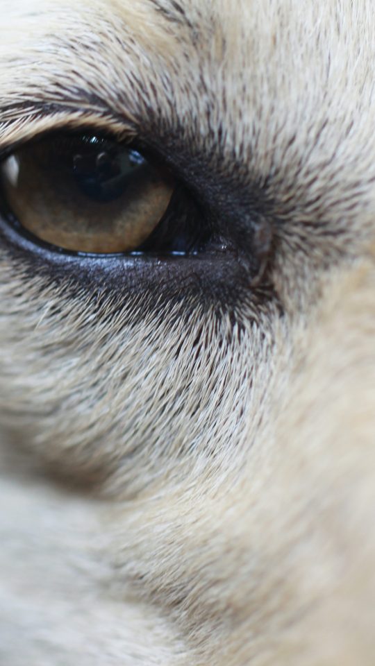 white short coated dogs eye