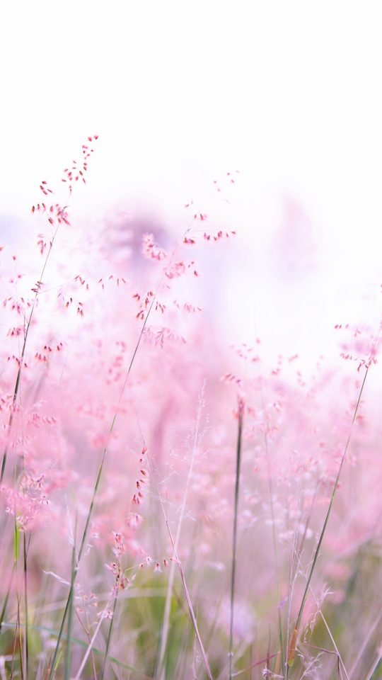 a flower arrangement in a field of flowers