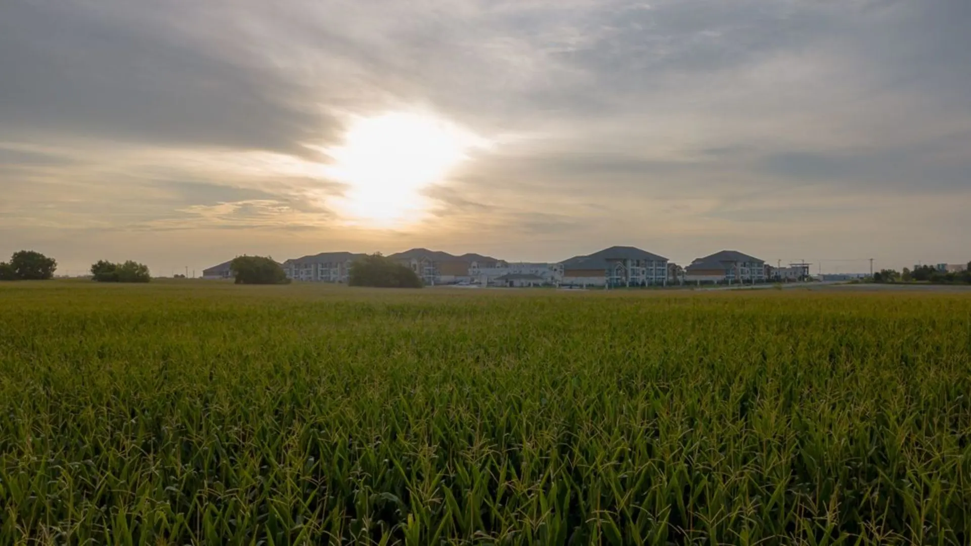 a field with a sun setting over it at The Biltmore at Park