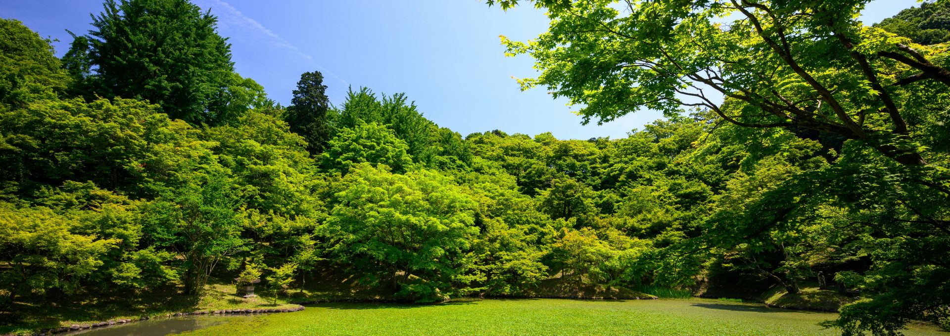 grass field with trees during daytime