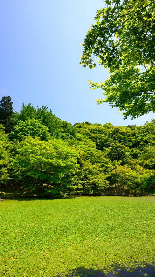 grass field with trees during daytime