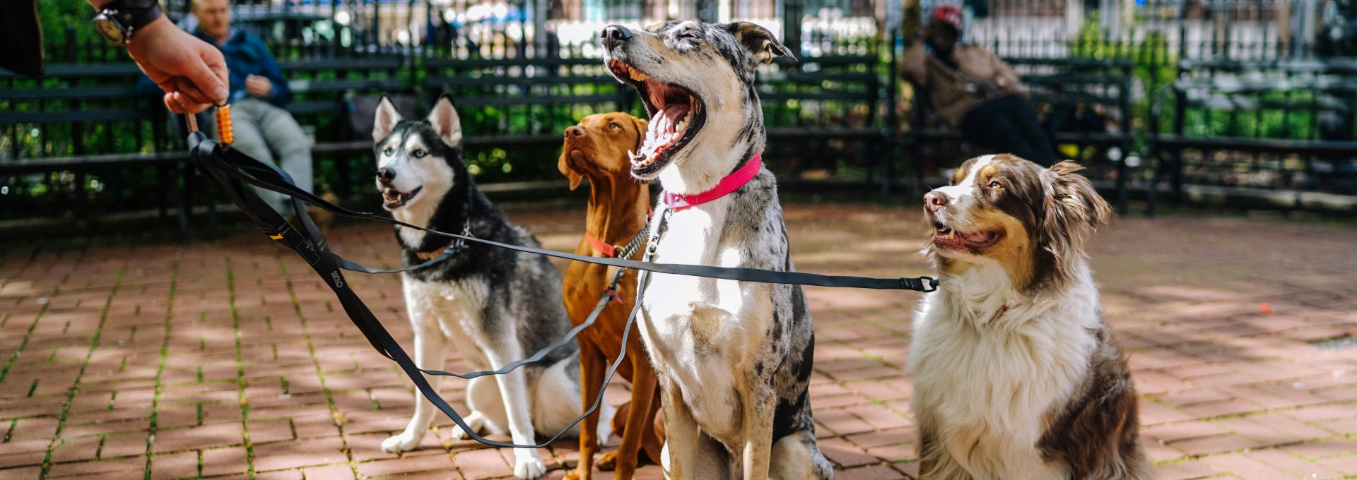 four dogs on park