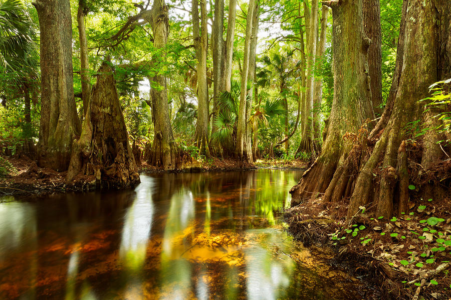 a stream in the woods with trees and water at The Swifty Skills Session