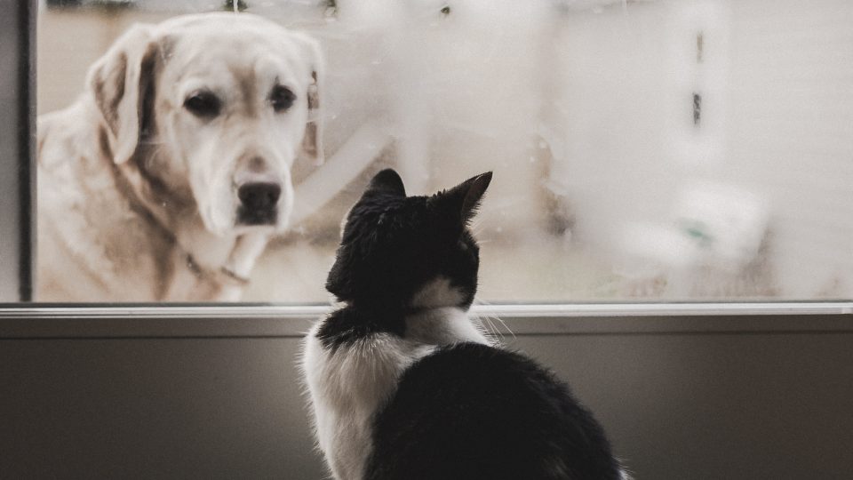 a cat and dog looking out a window at The parcHAUS at Firewheel Parkway