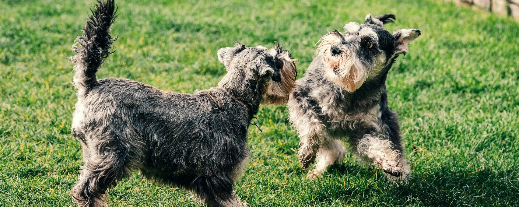 two small dogs playing in the grass at The VLux Stoneridge