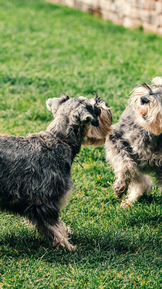 two small dogs playing in the grass at The VLux Stoneridge