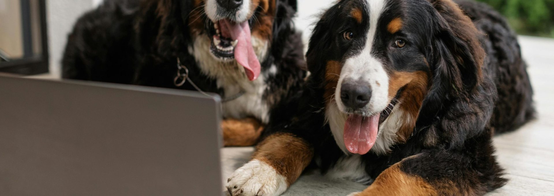 Two bernese mountain dogs are sitting on the floor in front of a laptop