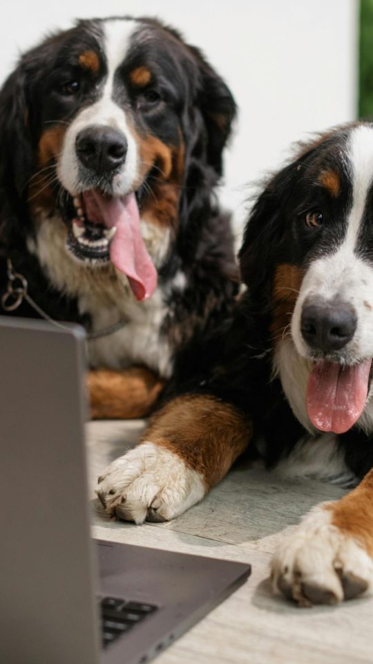 Two bernese mountain dogs are sitting on the floor in front of a laptop