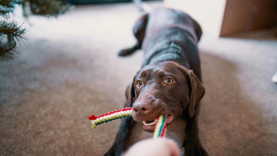 a dog chewing on a toy in front of a christmas tree at The VLux Trails