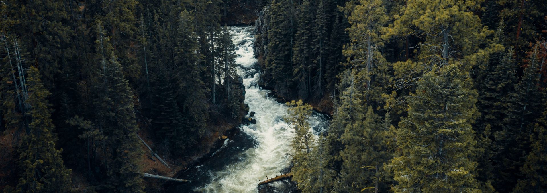 Whitewater river rushing through a dense pine forest canyon near Bend, Oregon