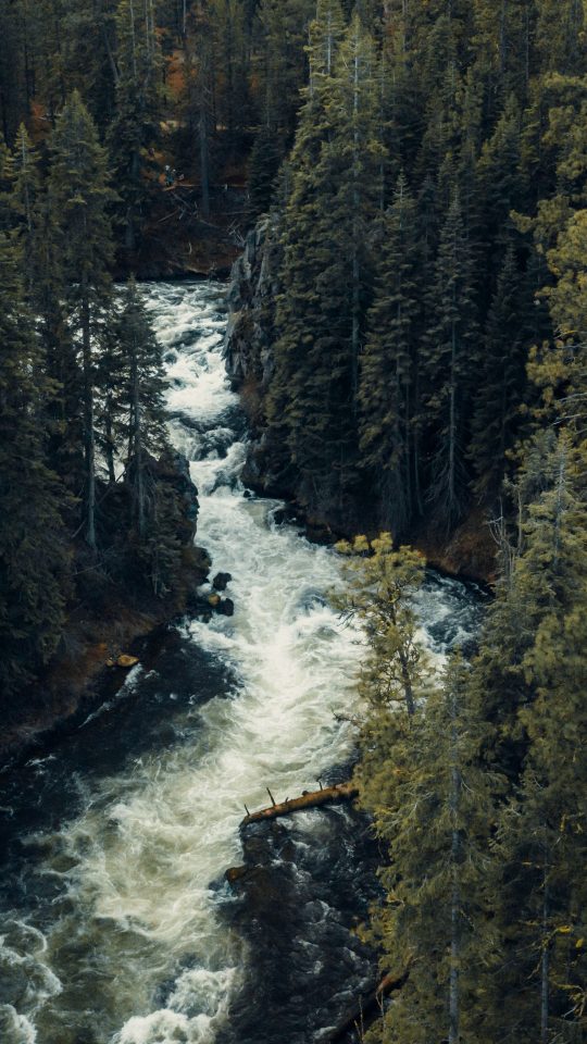 Whitewater river rushing through a dense pine forest canyon near Bend, Oregon