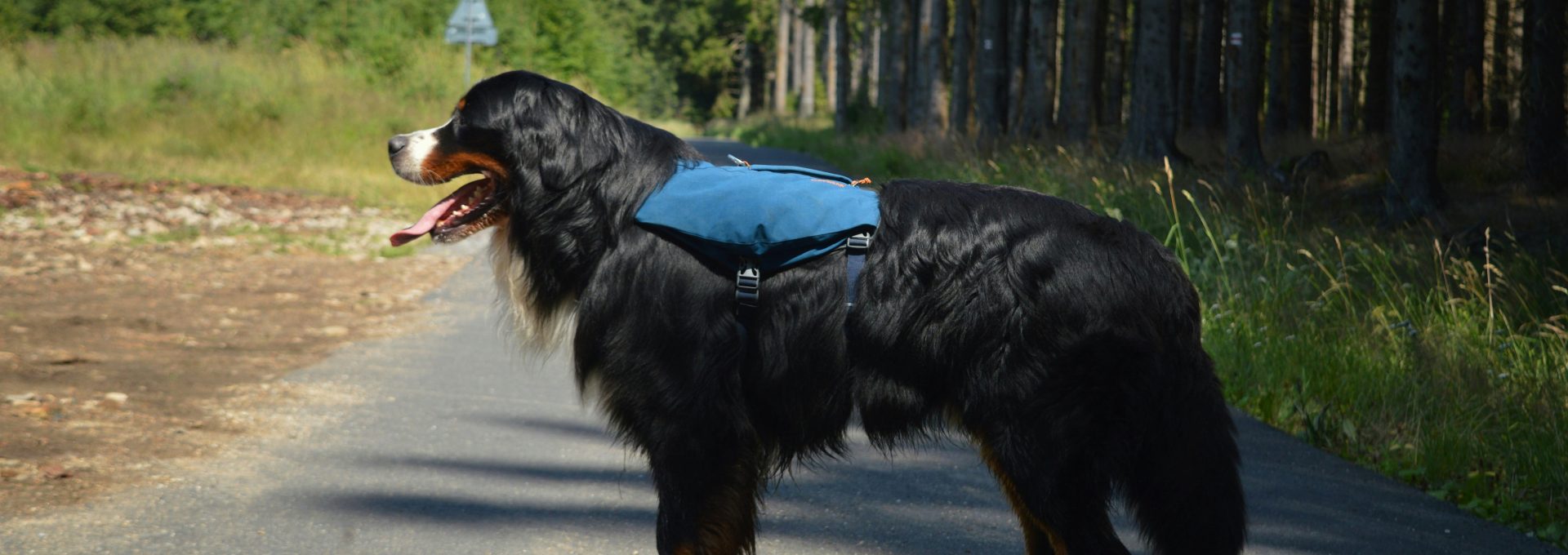 A Bernese mountain dog wearing a blue backpack on a paved forest path