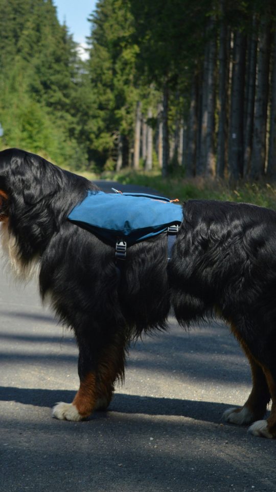 A Bernese mountain dog wearing a blue backpack on a paved forest path