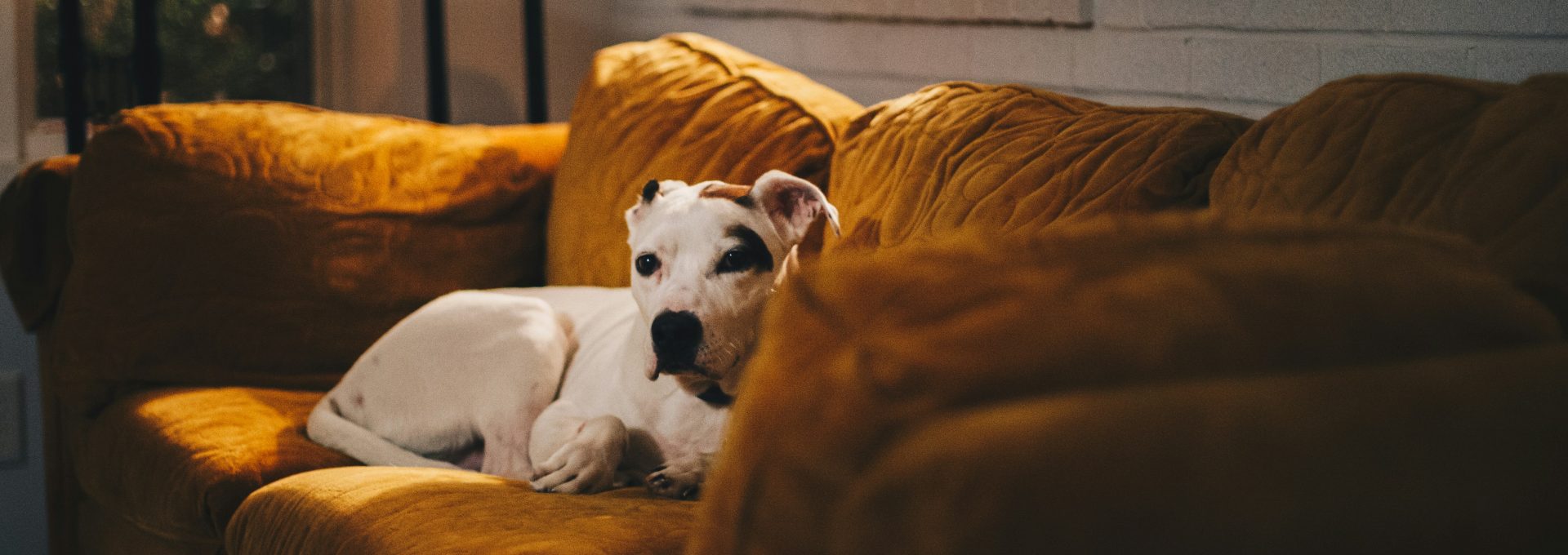 a white and black dog laying on top of a couch