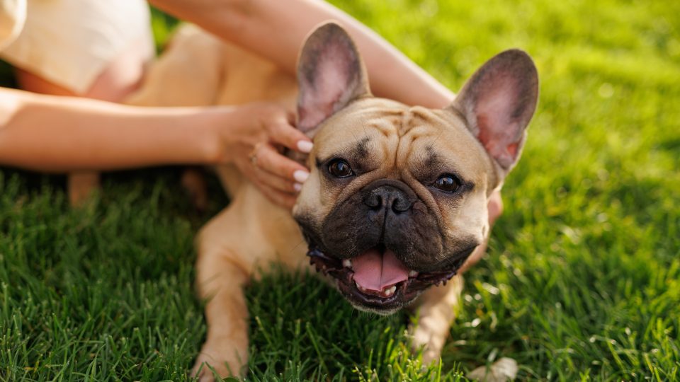 A playful French Bulldog puppy is lying on its back in a lush green lawn, enjoying a belly rub from a person lying beside it. The person's arms are stretched out, gently tickling the puppy, which has its mouth open in a joyful expression. The scene is set in a bright, sunny outdoor area, suggesting a warm and pleasant day perfect for bonding with pets. The interaction between the person and the puppy highlights a moment of pure joy and relaxation in a serene garden setting.