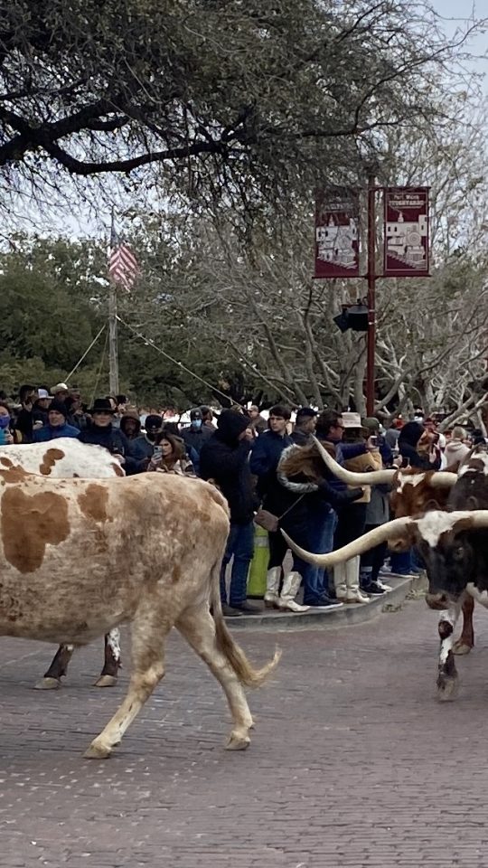 a long line of cattle walking down a street at The  Wyatt at Presidio Junction