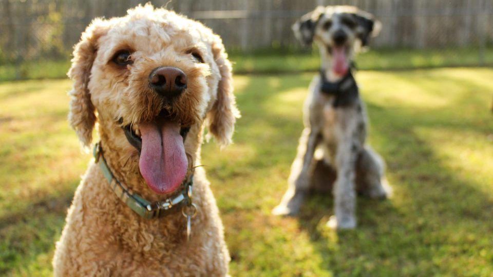 two brown and black dogs sitting on green grass field