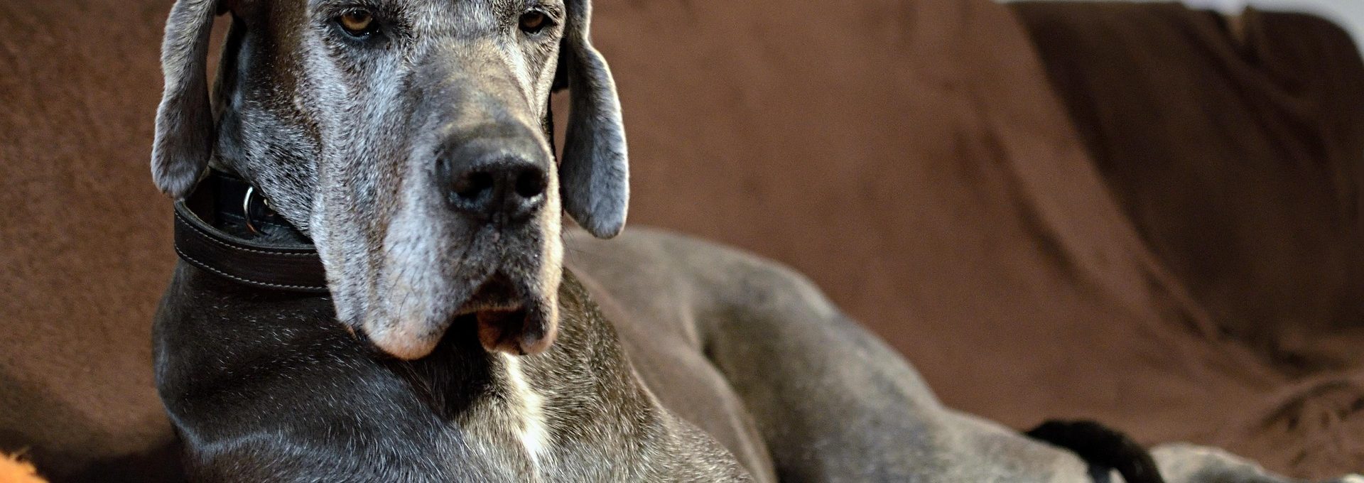 We Love your Pets at Panther Hollow