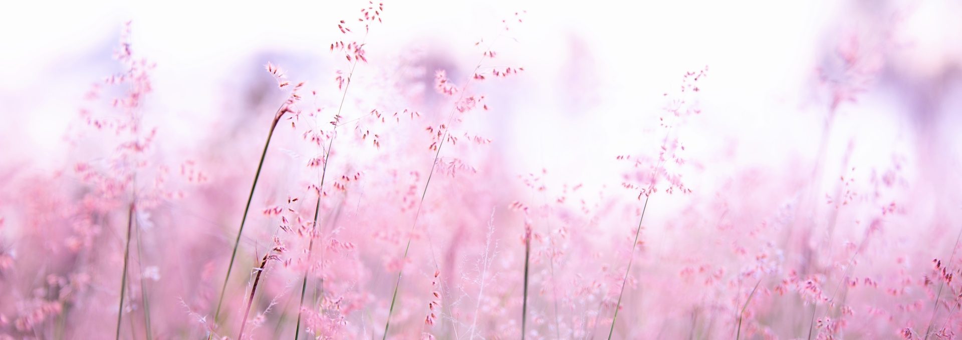 a field of pink flowers with a blurry background at The  Swarm