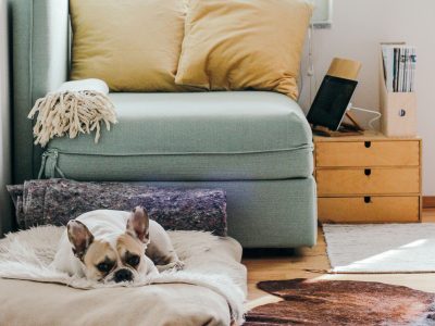 dog bed the hive