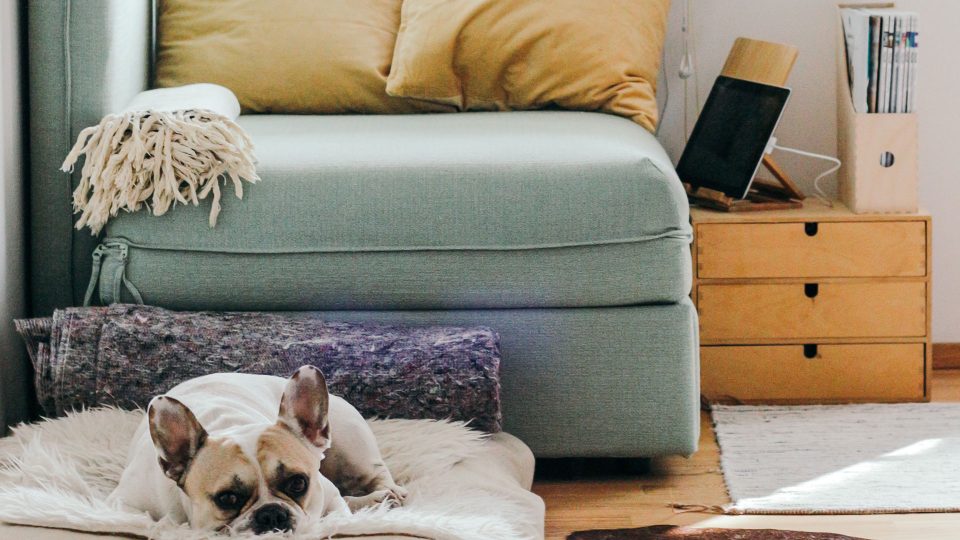 dog bed the hive
