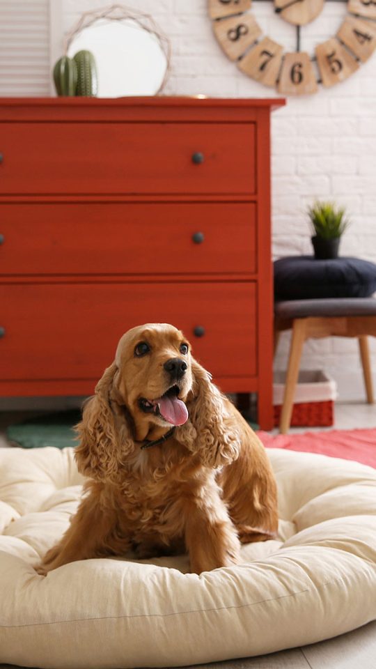 A cute dog