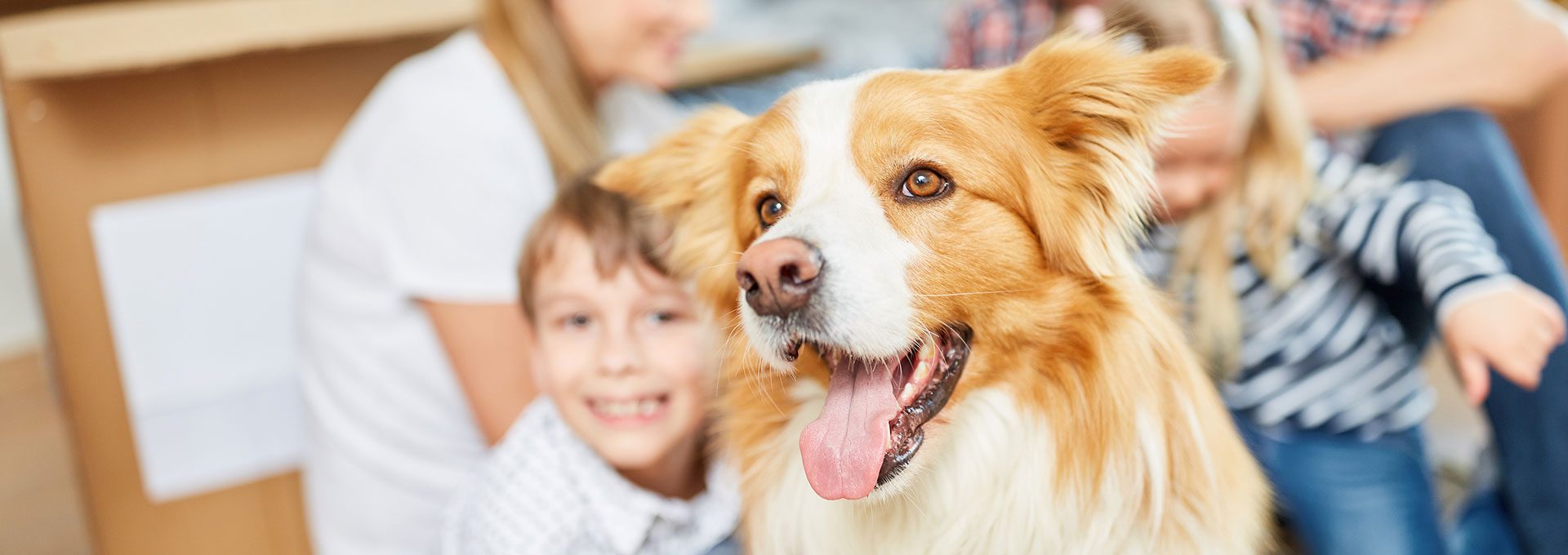 a cute dog