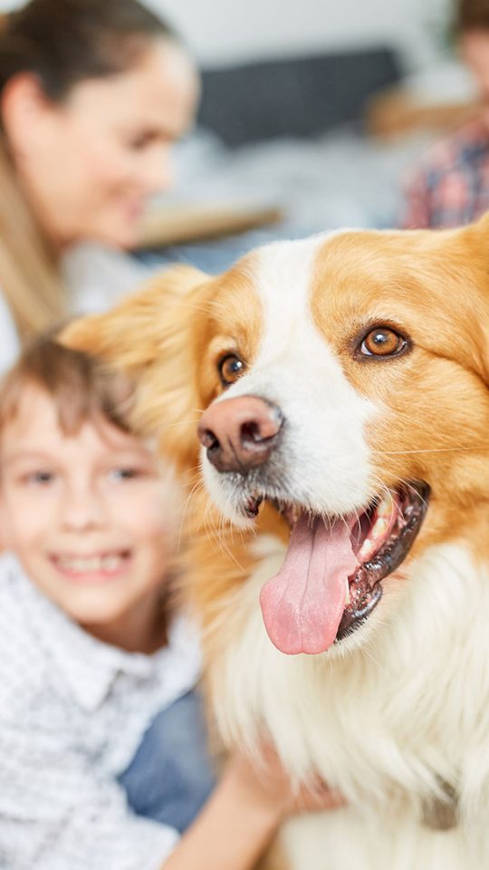 a cute dog