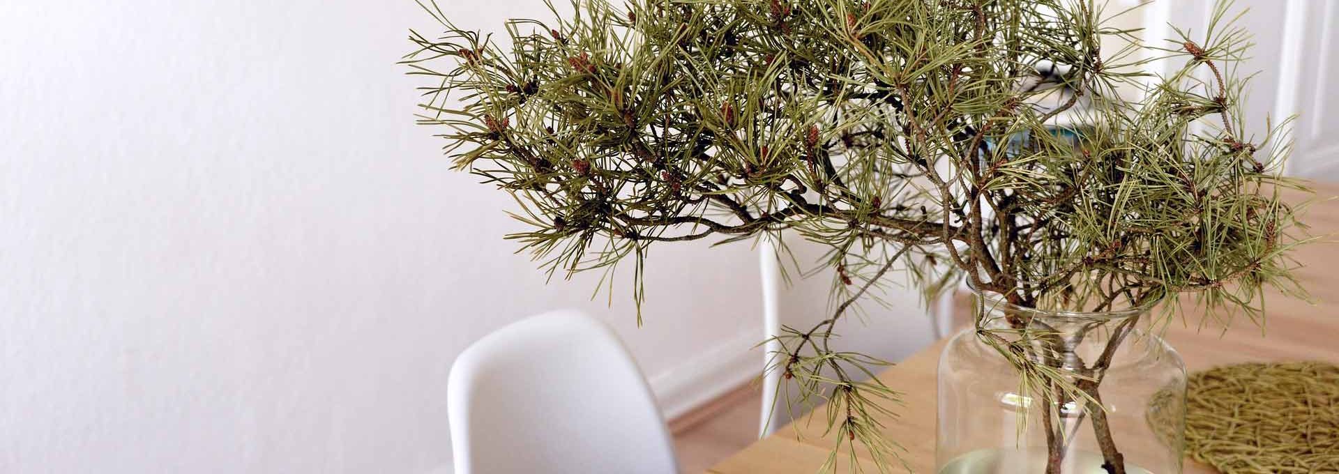 Desk Plant