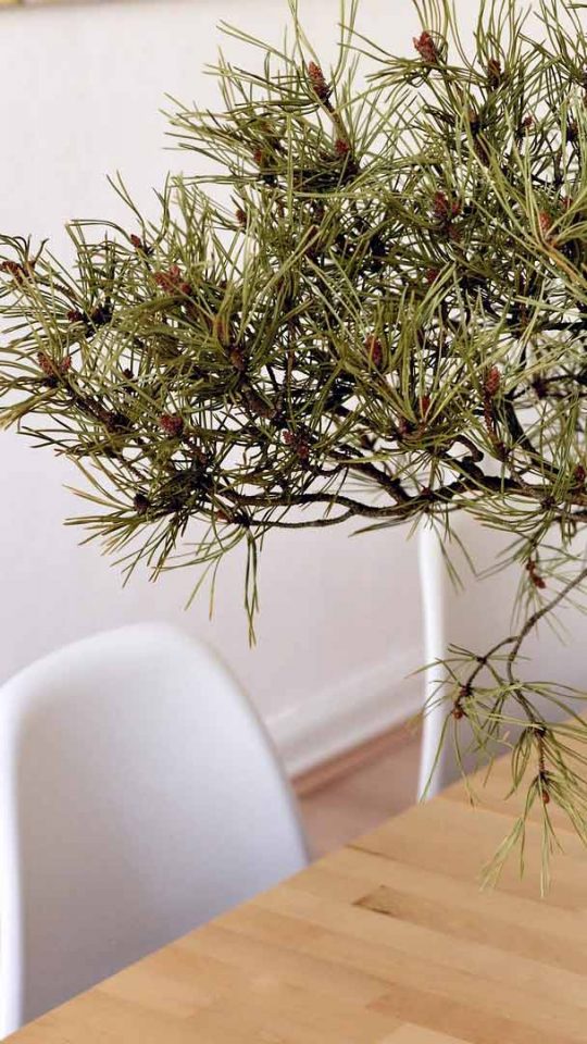Desk Plant