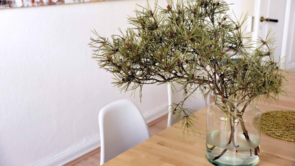 Desk Plant