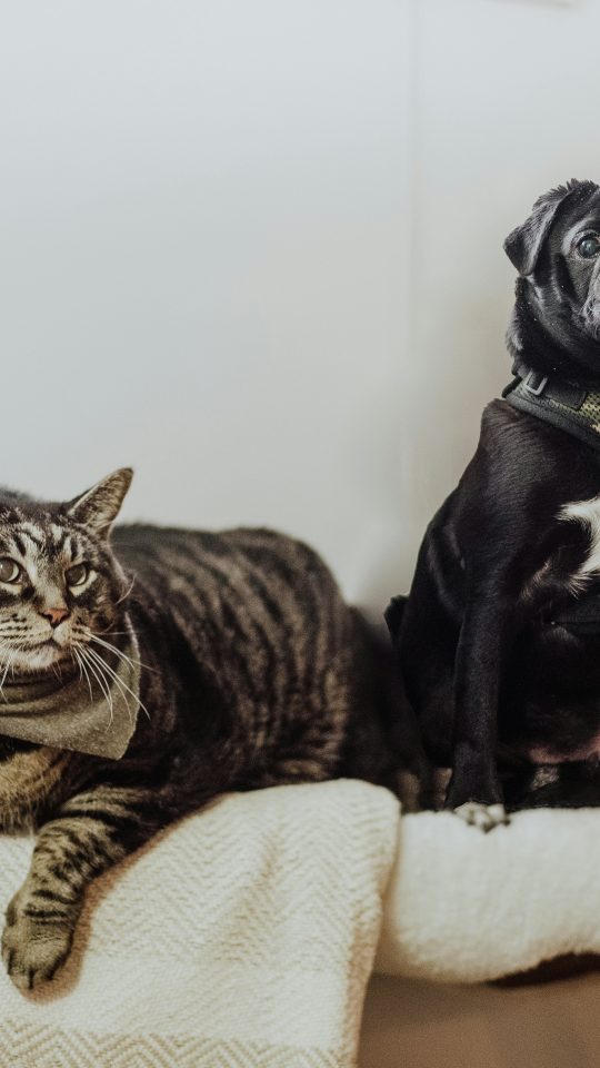 black pug on white textile