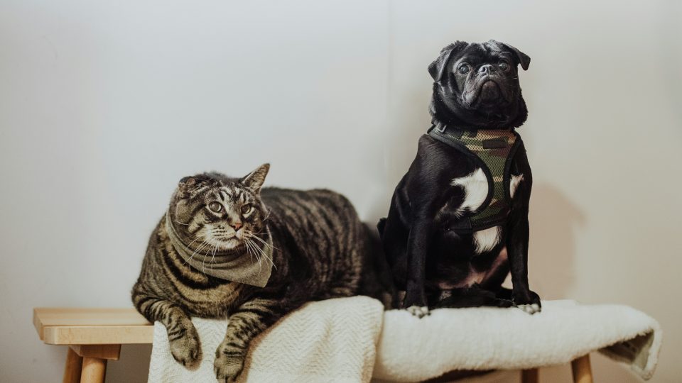 black pug on white textile