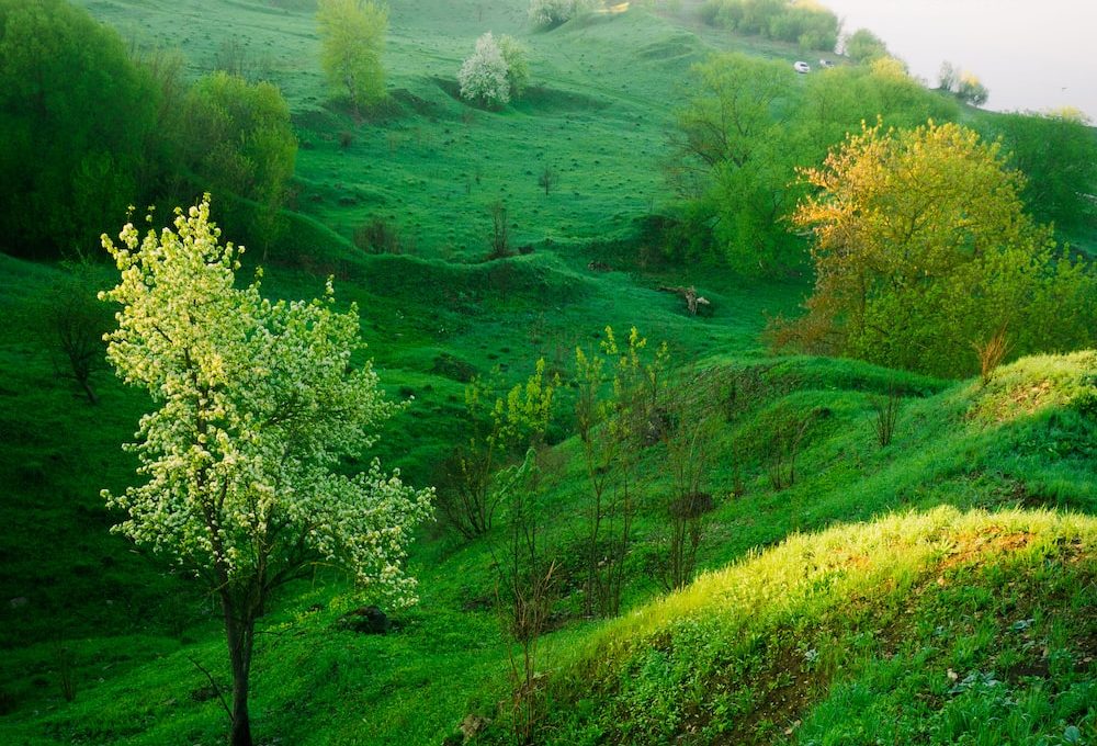 a view of a grassy hillside with trees