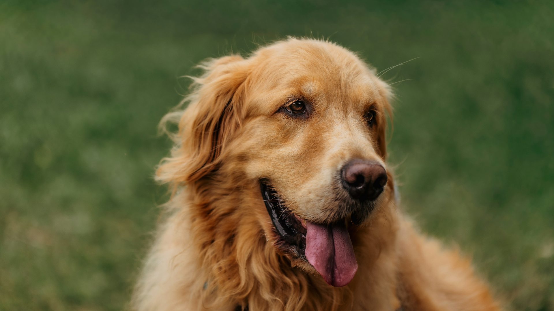 Happy golden retriever in a grassy yard