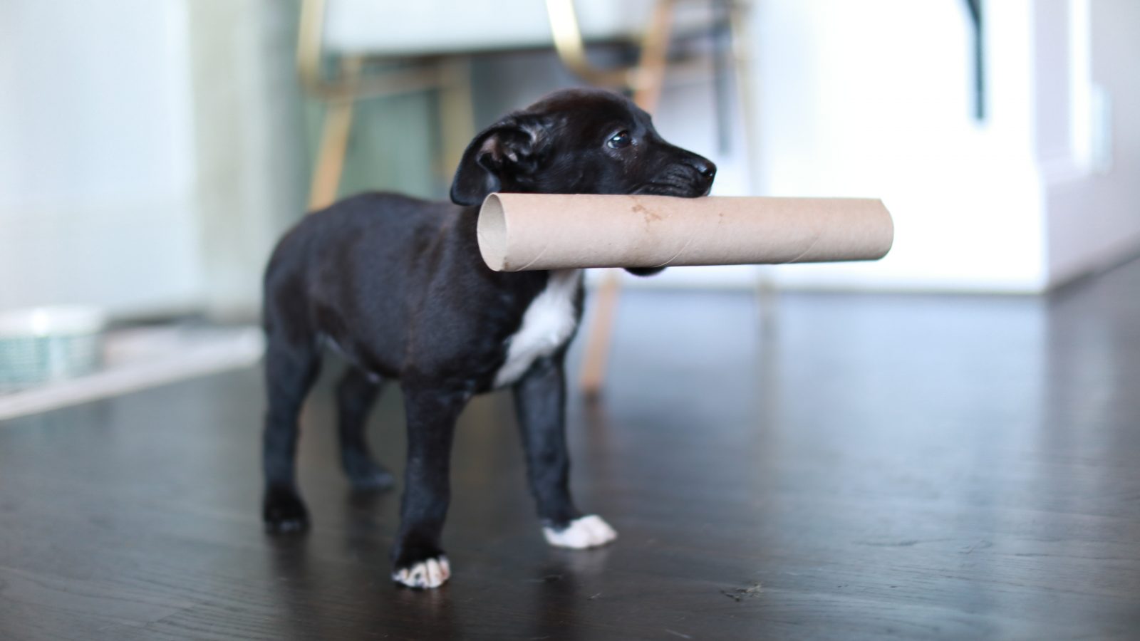 a black puppy with a large stick in its mouth at The Cedars Apartments