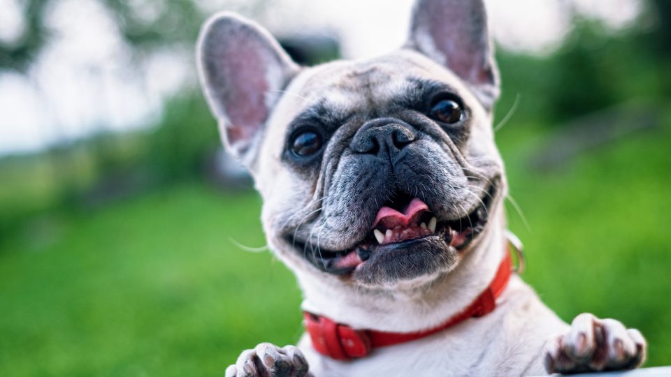 a french bulldog is looking over a fence at The Vista Del Sol Apartments