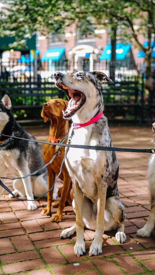 four dogs on park