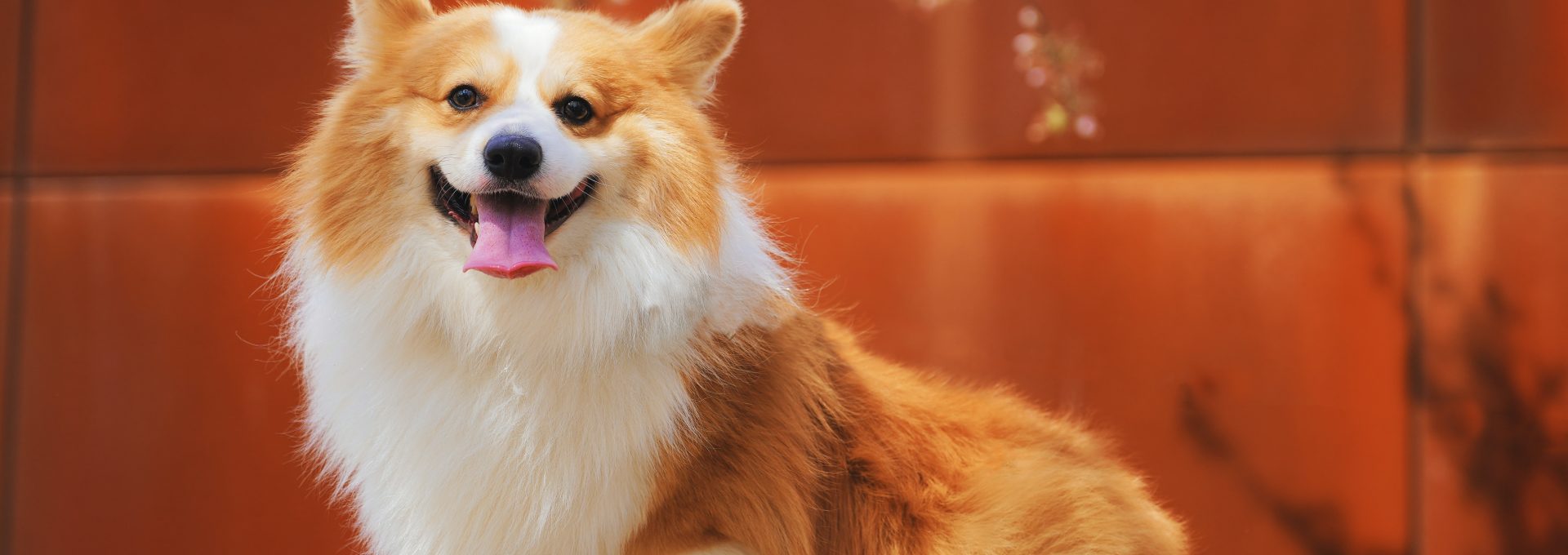 long-coated white and brown dog