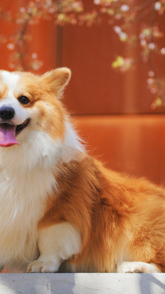 long-coated white and brown dog