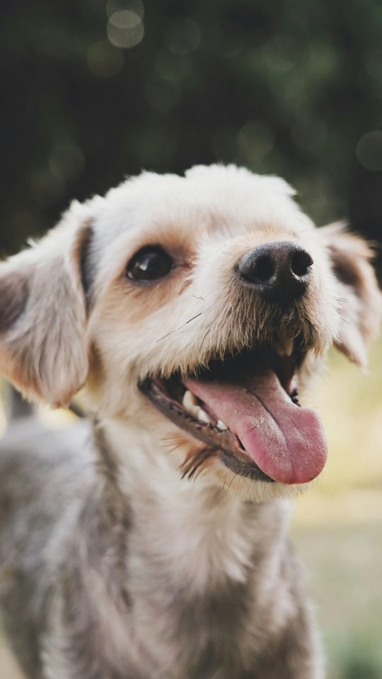 white and gray dog