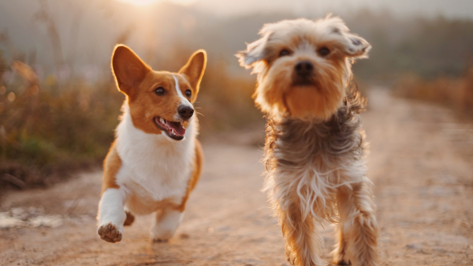 two brown and white dogs running dirt road during daytime