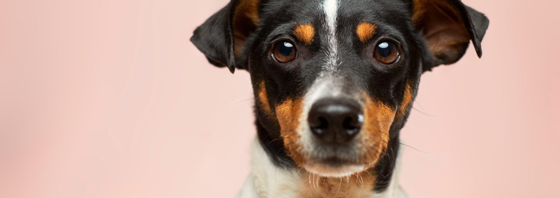 black and white short coated dog