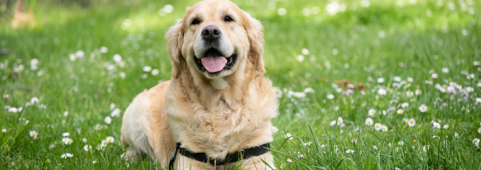 medium short-coated white dog lying on green grass field