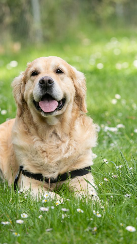 medium short-coated white dog lying on green grass field