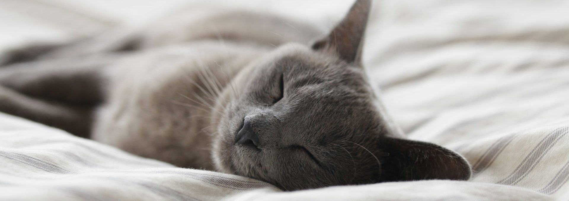 Russian Blue cat sleeping on whit textile